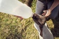 Lamb drinking milk from a bottle, Hand raising and growth Royalty Free Stock Photo