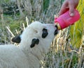Lamb drinks milk from a bottle