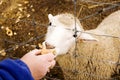 Lamb Eating Royalty Free Stock Photo