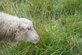 A lamb eating grass outdoor in natural light.