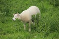 Lamb is eating thisle in the grassland at the countryside. Royalty Free Stock Photo