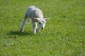 A lamb exploring alone.