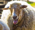 lamb. Farm animals lamb. The animal farm lamb. White lamb looking at the camera.