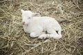 Lamb on a farm Royalty Free Stock Photo