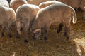 Lamb farm white in barnyard Royalty Free Stock Photo