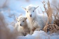 Lamb farming young mammal winter nature baby agriculture animals cute sheep snow Royalty Free Stock Photo