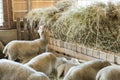 Lamb feeding on hay, agriculture industry, farming and husbandry concept