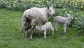 Lamb feeding from its mother with additional lamb also in shot Royalty Free Stock Photo