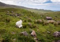 Lamb feeding from mother sheep in rugged landscape near Mahon Falls in Comeragh mountains, Ireland. Royalty Free Stock Photo