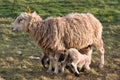 Lamb feeding from it's mother Royalty Free Stock Photo