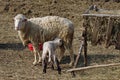 Sheep family in a farm. Lamb feeding Royalty Free Stock Photo