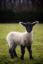 Lamb in Field Royalty Free Stock Photo