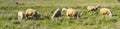 Lamb in the field Royalty Free Stock Photo