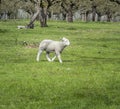 Lamb in Field Royalty Free Stock Photo