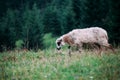 Lamb on a flower hillside. A curly sheep grazes in a meadow