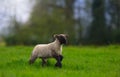 Lamb Gambolling in Meadow Royalty Free Stock Photo