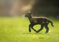 Lamb Gambolling in Sunny Meadow Royalty Free Stock Photo