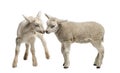 Lamb and goat kid (8 weeks old) Royalty Free Stock Photo