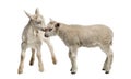Lamb and goat kid (8 weeks old) Royalty Free Stock Photo