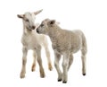 Lamb and goat kid (8 weeks old) Royalty Free Stock Photo