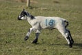 Lamb in a grass field running and skipping in spring, North York