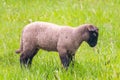 lamb in the grass - Suffolk sheep on pasture, side view Royalty Free Stock Photo