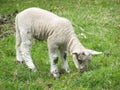 A lamb grazes in a field