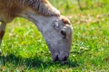 Lamb grazes on a green meadow