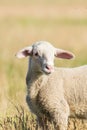 Lamb Grazes in a Meadow, Lamb in a field