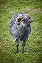 Lamb grazing in the countryside. Faroe islands Royalty Free Stock Photo