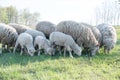 Lamb grazing in rural field Royalty Free Stock Photo