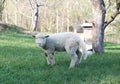 Lamb grazing in rural field Royalty Free Stock Photo
