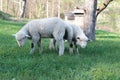 Lamb grazing in rural field Royalty Free Stock Photo