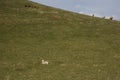 Lamb on green hillside