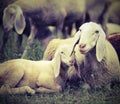 lamb with her mother in the middle of the flock with vintage eff Royalty Free Stock Photo