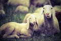 Lamb with his mother in the middle of the flock Royalty Free Stock Photo