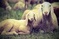 Lamb with his mother in the middle of the flock Royalty Free Stock Photo