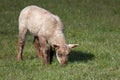 Lamb at Home on the South Downs Royalty Free Stock Photo