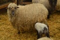 Lamb Inside A Farm Sucking Off His Mother In The Gorbeia Natural Park. Animals Nature Portraits. Royalty Free Stock Photo