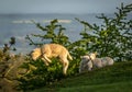 Lamb leaping from a Dovers Hill Chipping Campden Royalty Free Stock Photo