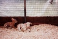 Lamb and a leveret snuggled inside a cage