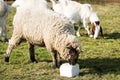 Lamb licking a block of salt Royalty Free Stock Photo