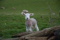 Lamb Royalty Free Stock Photo