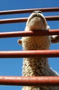 Lamb livestock Royalty Free Stock Photo