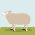 Lamb livestock animal design Royalty Free Stock Photo