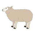 Lamb livestock animal design Royalty Free Stock Photo