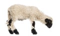 Lamb looking down in front of white Royalty Free Stock Photo