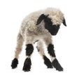 Lamb looking down in front of white Royalty Free Stock Photo