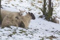 Lamb lying on mother sheep in a cold field during winter snow Royalty Free Stock Photo