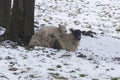 Lamb lying on mother sheep in a cold field during winter snow Royalty Free Stock Photo